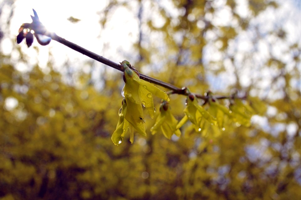 Branch, Dewy, Soft