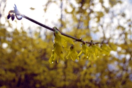 Branch, Dewy, Soft photo