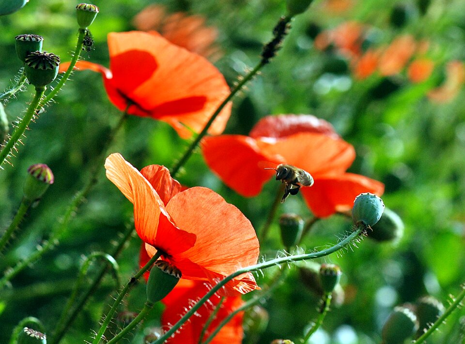 Pollination poppies work