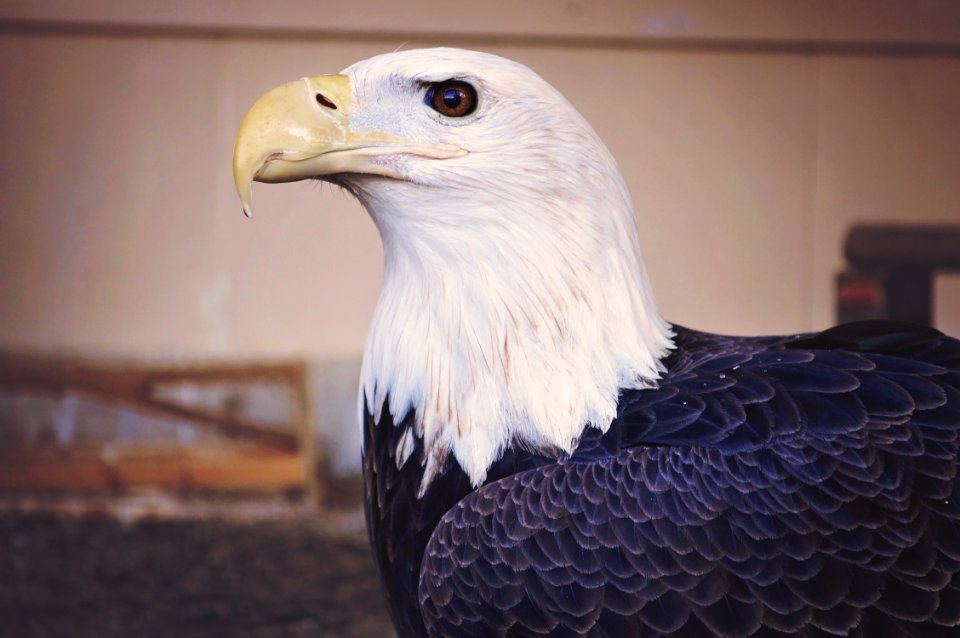 Shavers creek environmental center, Petersburg, United states