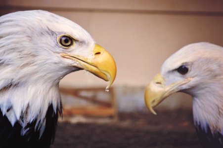 American Eagles during daytime photo