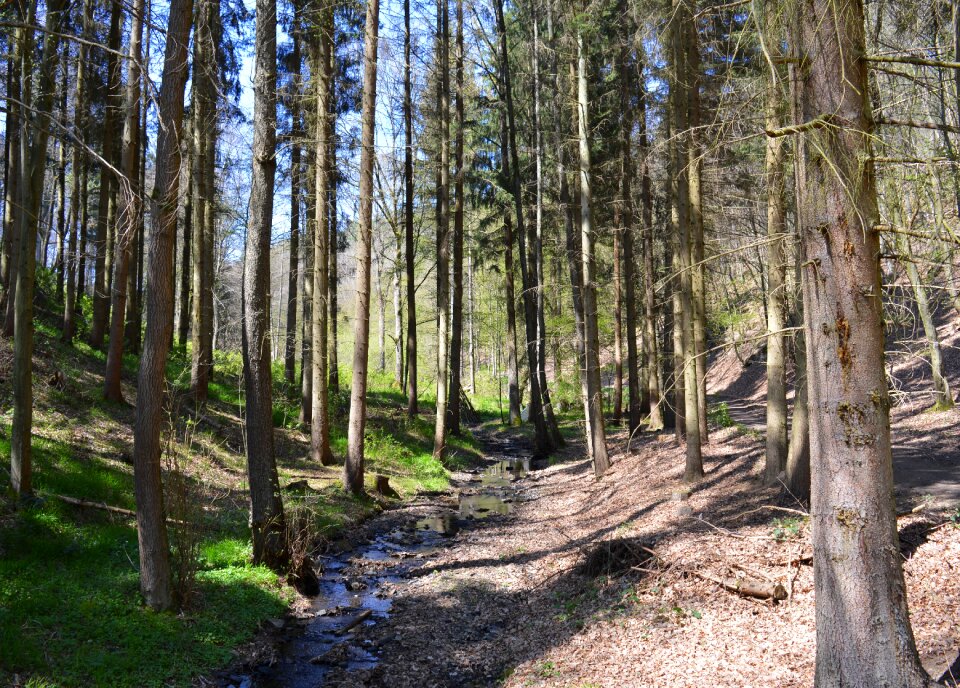 Branch branches forests log