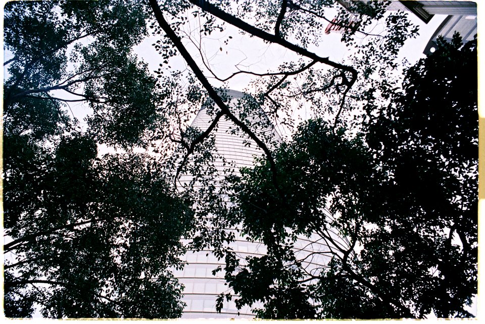 Saigon, Tree, Cityscape