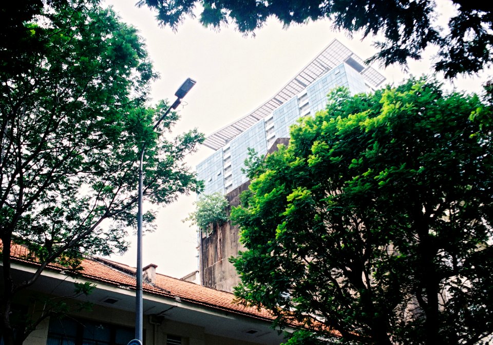 Tree, Green, Cityscape