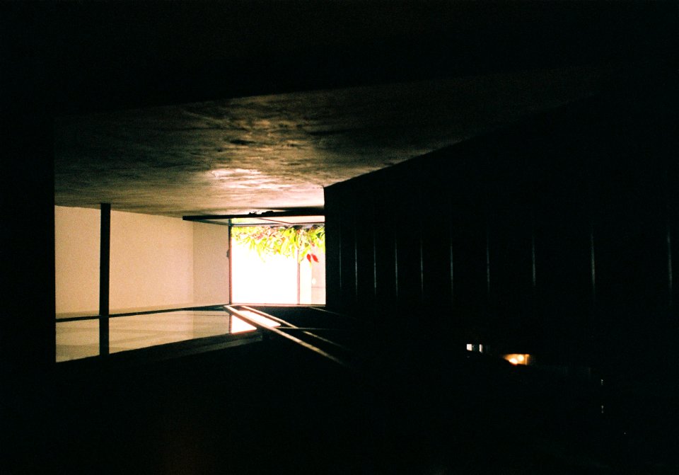 Plant, Green, Stairway
