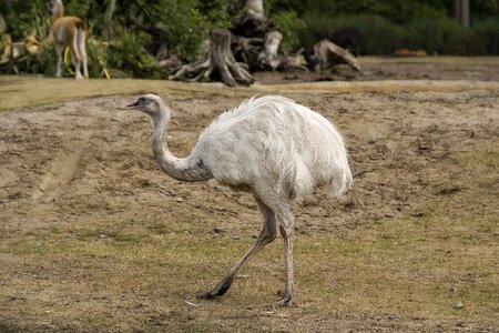Bird ostrich flightless bird photo