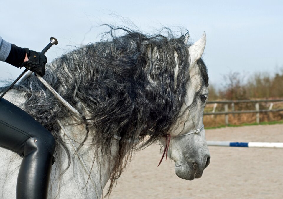 Mane horseback riding head