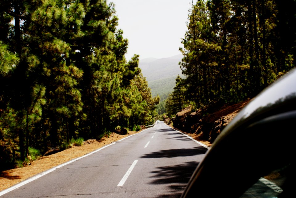 gray road between forest