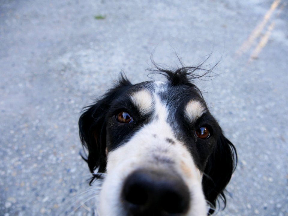 Pets, Pet, Animal