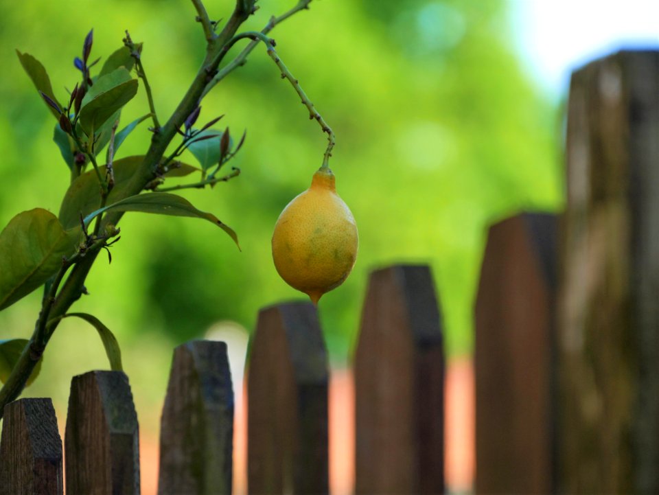 Nature, Blur, Lumix