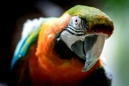 shallow focus photography of orange parrot photo