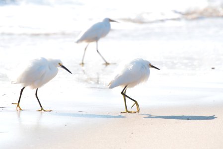 three white birds walking on white sand on seashore during daytime photo