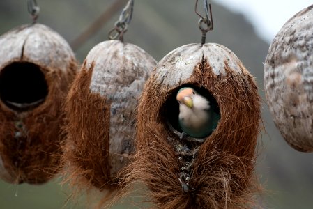 white bird on brown coconut husk photo