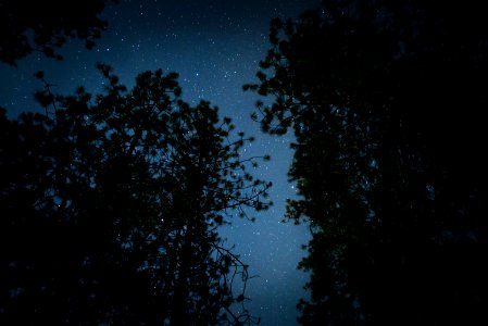 silhouette of trees under starry sky