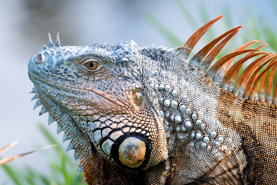 Reptile, Scales, Lizard