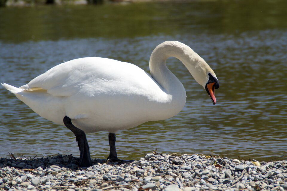 Bird water water bird
