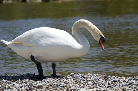 Bird water water bird photo