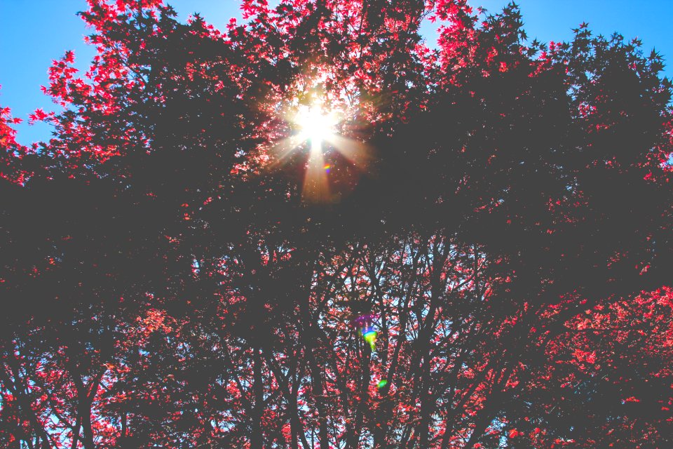 Old city cemetery, Lynchburg, United states
