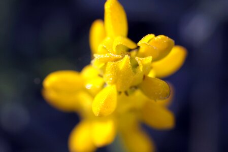 Color flowers yellow