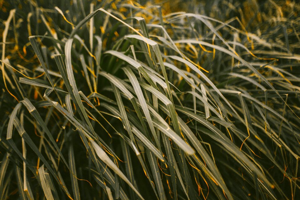 Close-up farm field