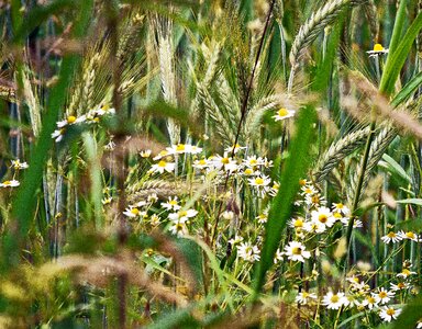 Summer foliage grasses