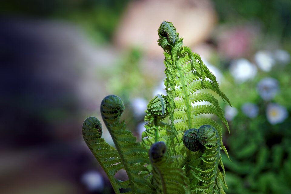 Plants nature garden