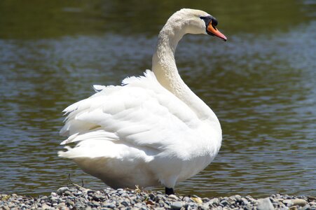 Bird water water bird