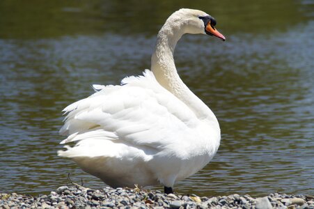 Bird water water bird photo