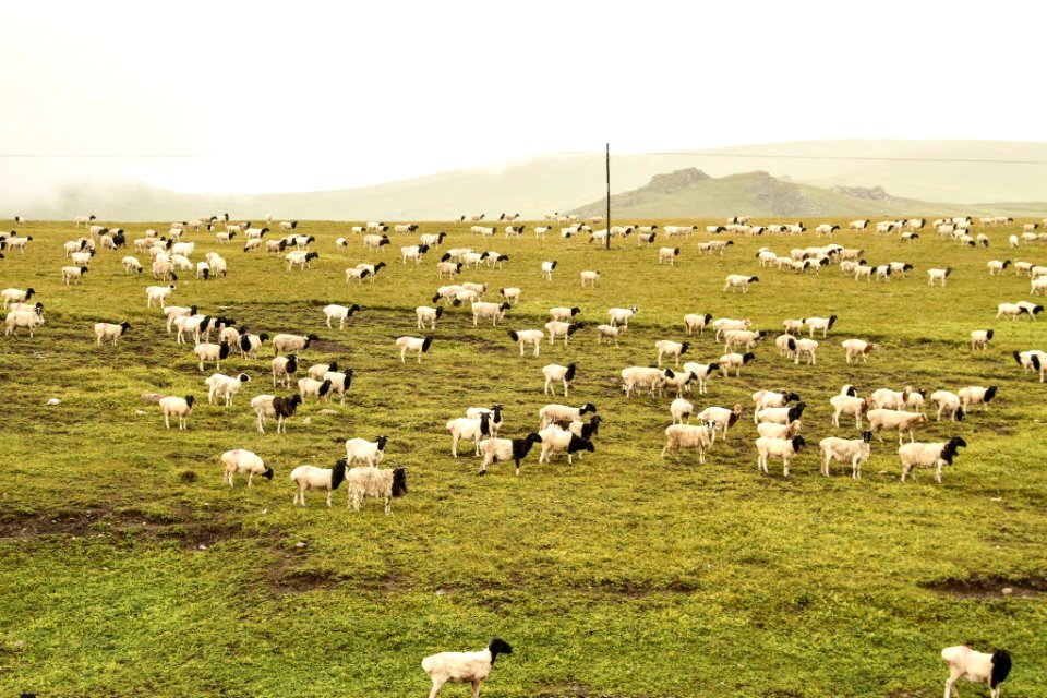 Xinjiang, China, Grass