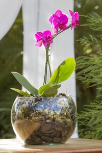 Ornament colorful flower plant