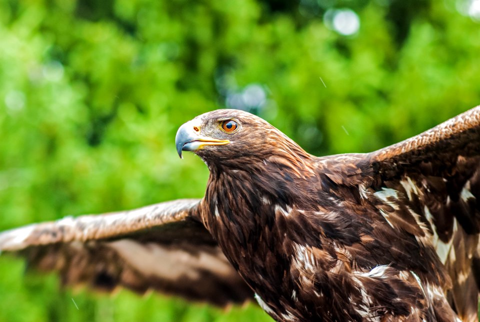 selective focus photography of brown bird spreading its wings