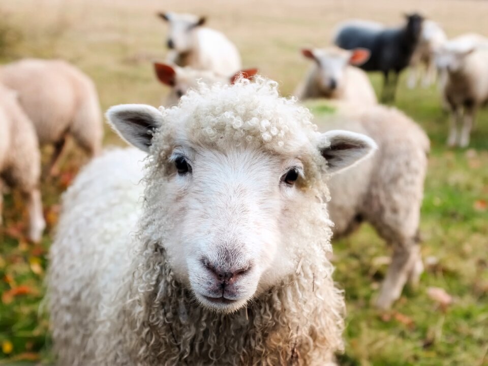 Livestock animals closeup