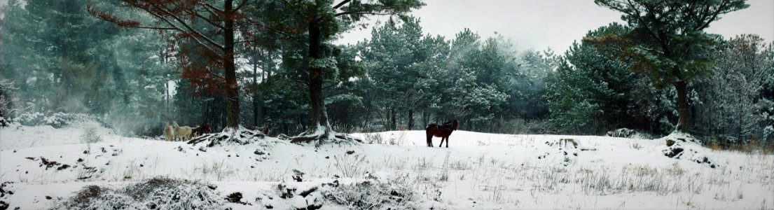 Jejudo, South korea, Forest