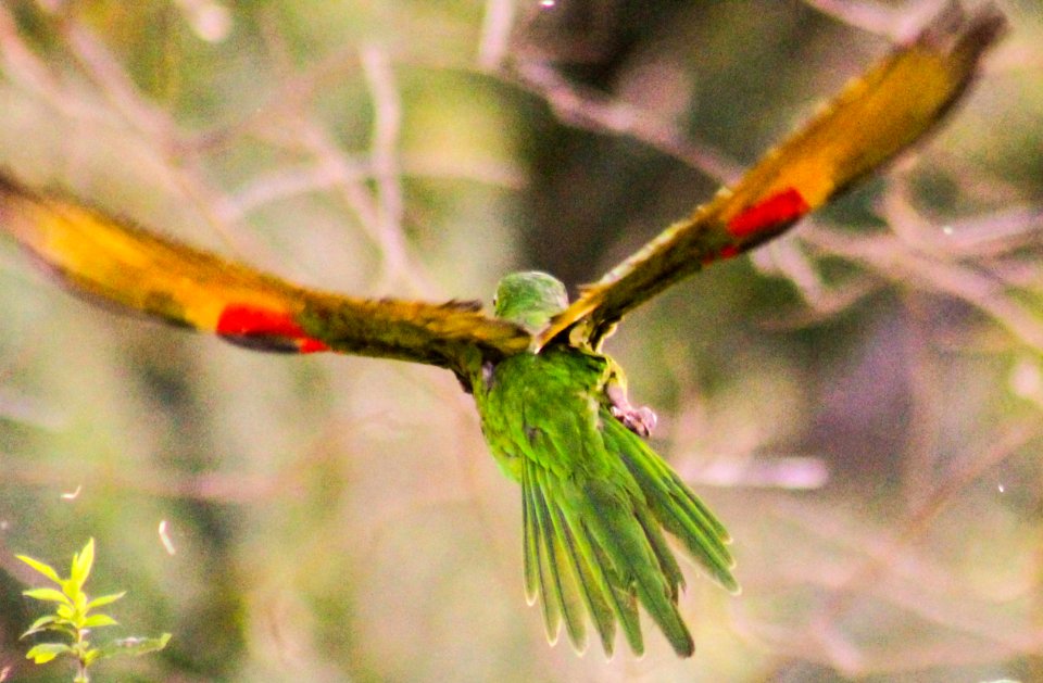 Brazil, Atibaia, Flight
