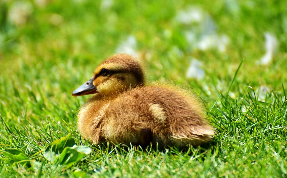 Cute bird water bird
