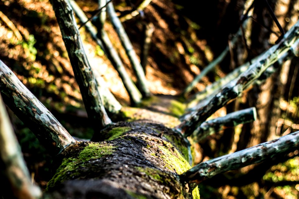 Reit im winkl, Germany, Tree