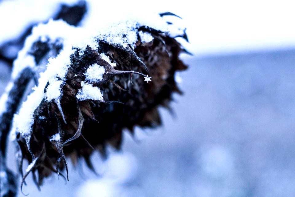 Field, Snowflake, Snow