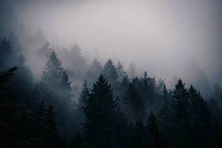 silhouette of pine trees photo photo