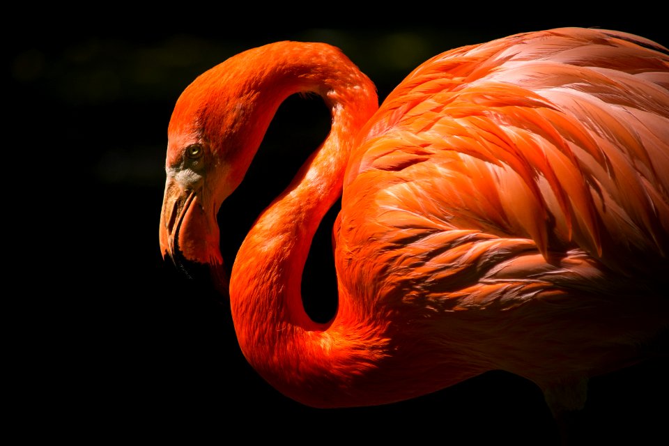 orange flamingo closeup photography