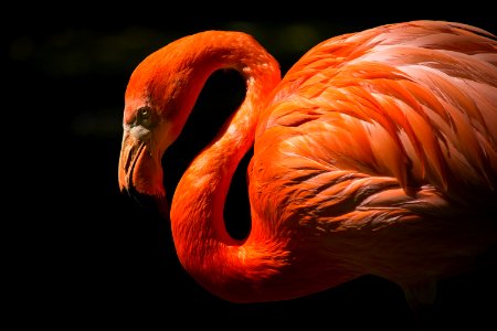 orange flamingo closeup photography