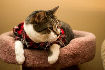 Albuquerque, United states, Kitty