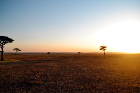 brown and black horses on brown field during daytime photo