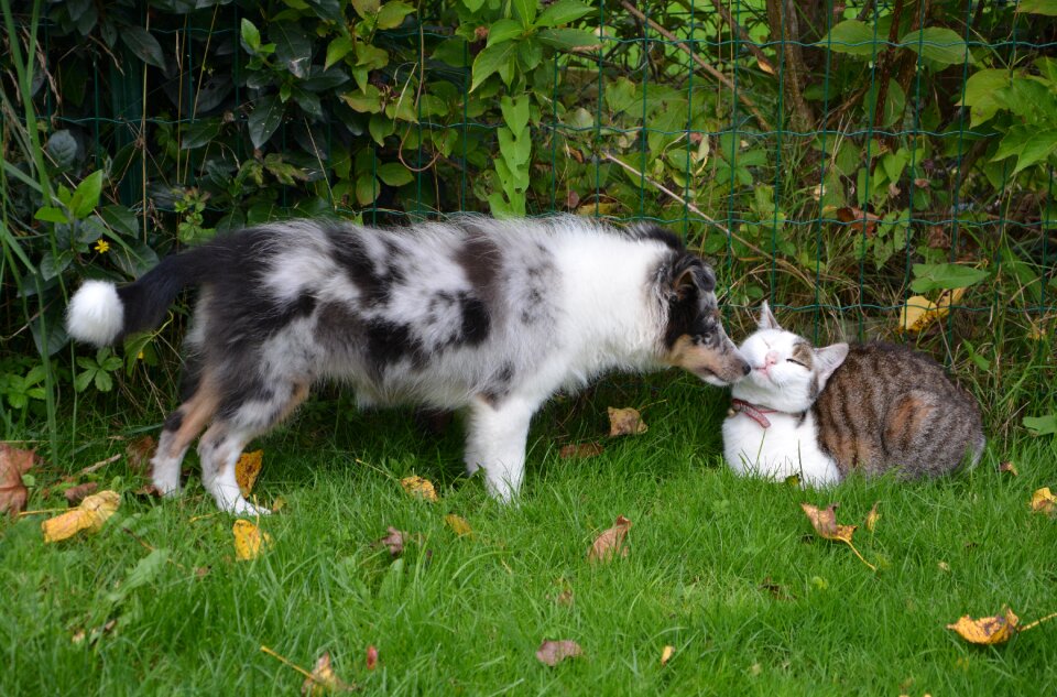 Domestic animal animals nature