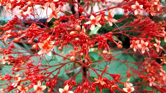 Ottapalam, India, Garden