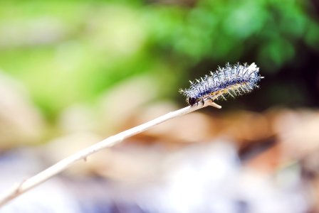 selective of fuzzy caterpillar photo