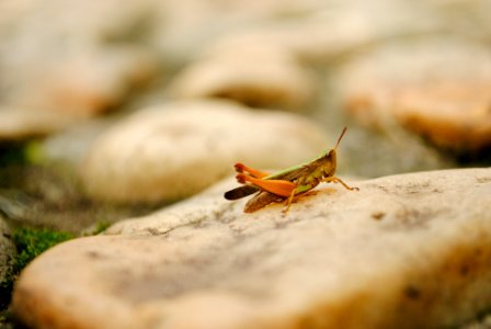 brown grasshopper selective focus photography photo