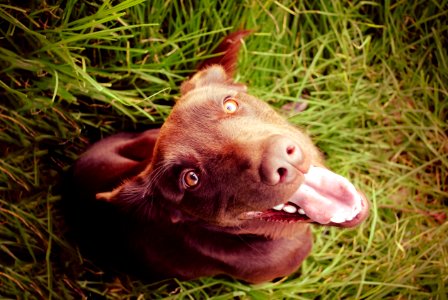 Colombia, Labrador, Puppy photo