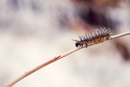 shallow focus of caterpillar on tree branch during daytime photo