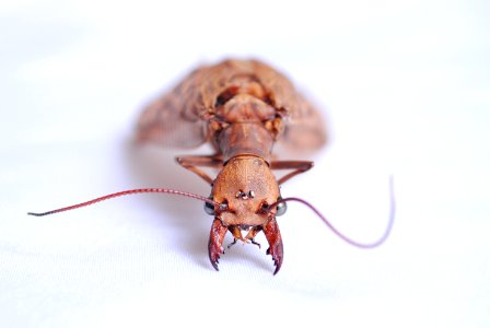 Envigado, Colombia, Macro photo