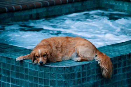 brown dog lying on edge of hot tub during daytime photo